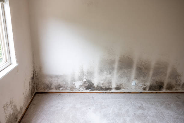 Best Post-Construction Mold Inspection  in Westhaven Moonstone, CA