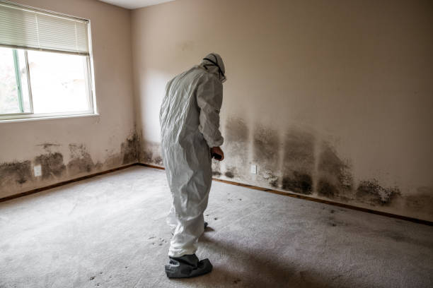 Best Environmental Consulting for Mold Prevention  in Westhaven Moonstone, CA